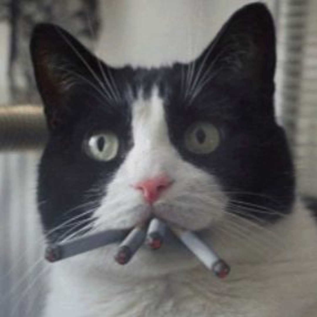 cat smoking
