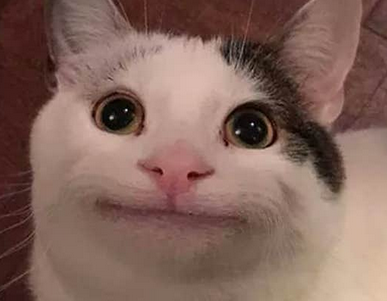 polite cat meme